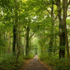 Halderner Wald