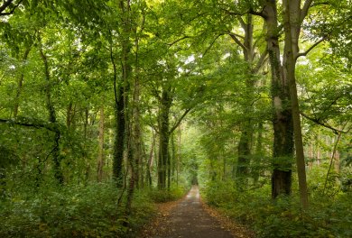 Halderner Wald Deich_am_Niederrhein.JPG