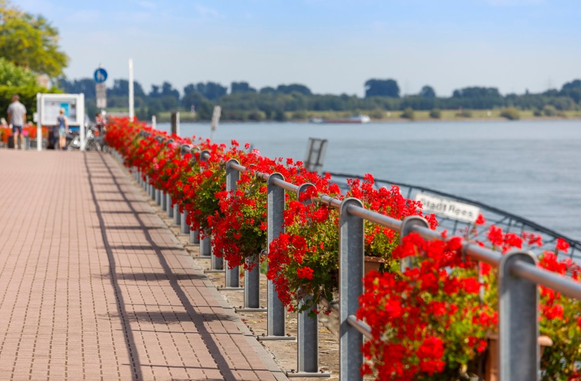Typisch für Rees - rote Geranien an der Promenade