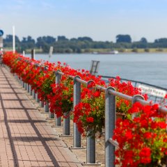 Typisch für Rees - rote Geranien an der Promenade - Link öffnet seitenüberlagerndes Dialog-Fenster
