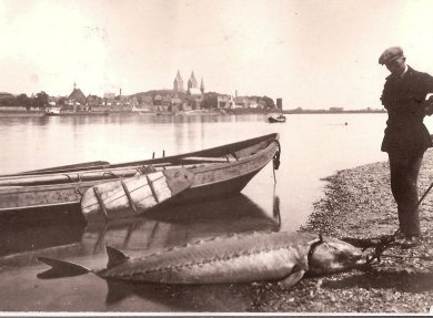 XIII-3 Salmfischer ca 1934.jpg