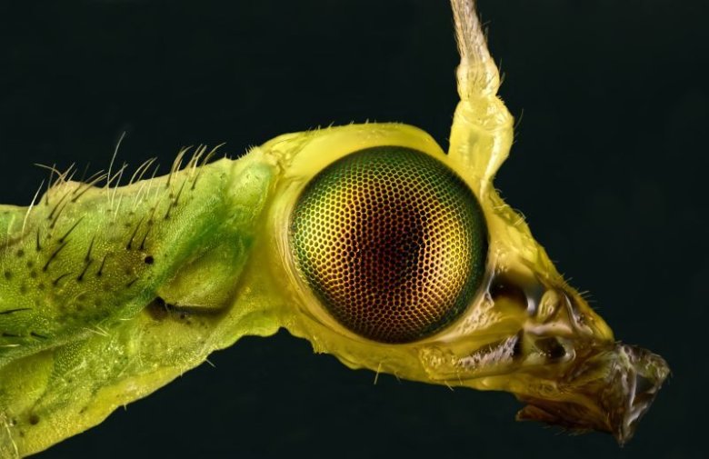 Florfliege_20220704_C_MPLAN20_Abst1.1µm_767Bilder_ISO100_Bel0.5 Florfliege_20220704_C_MPLAN20_Abst1.1µm_767Bilder_ISO100_Bel0.5